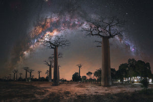 Baobab Avenue